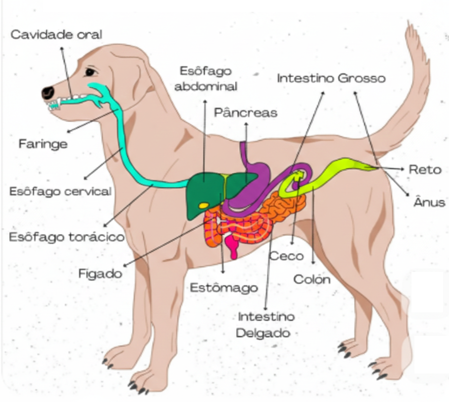 Alimentos Proibidos para Cães