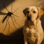 Leishmaniose Canina
