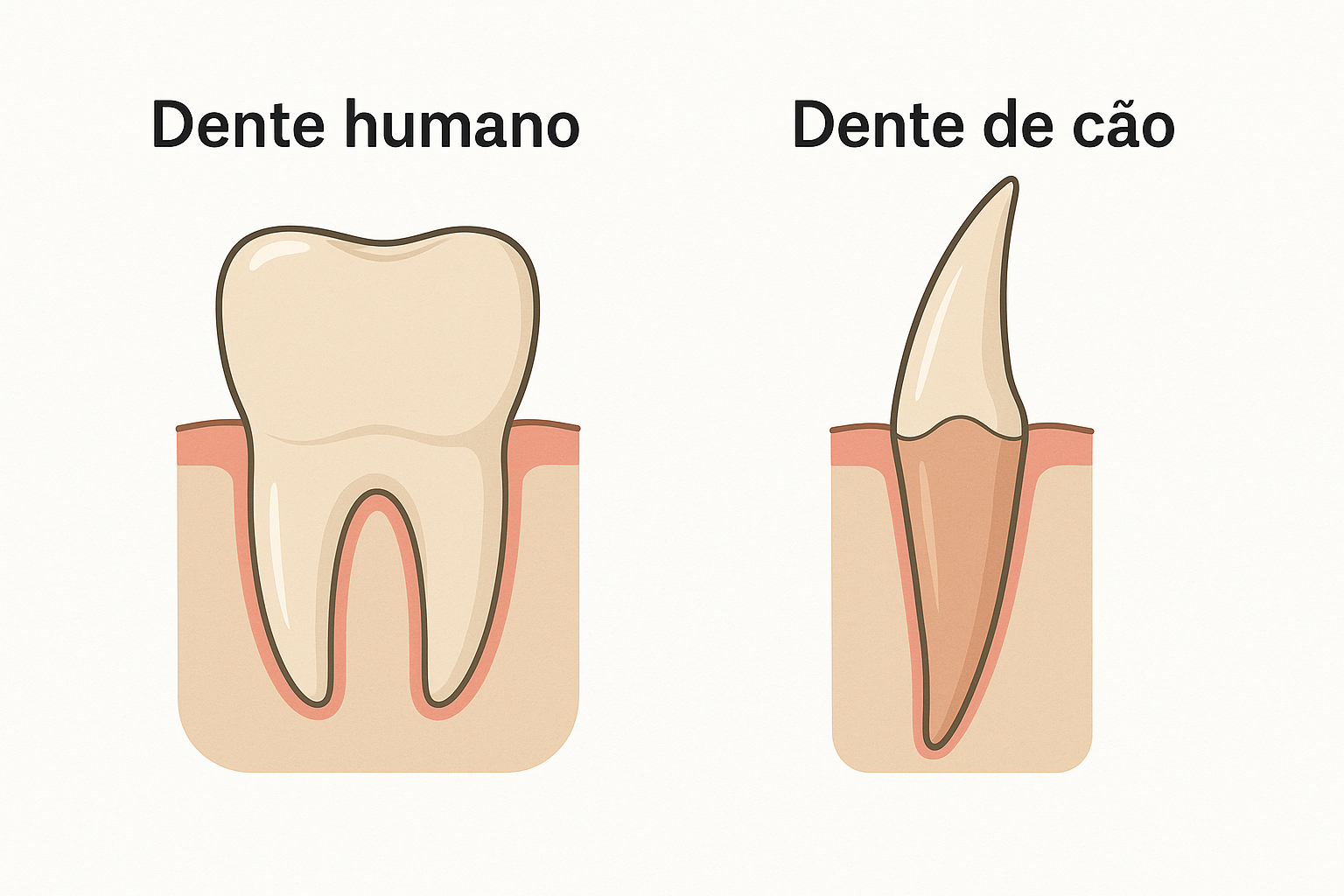 Dente canino 