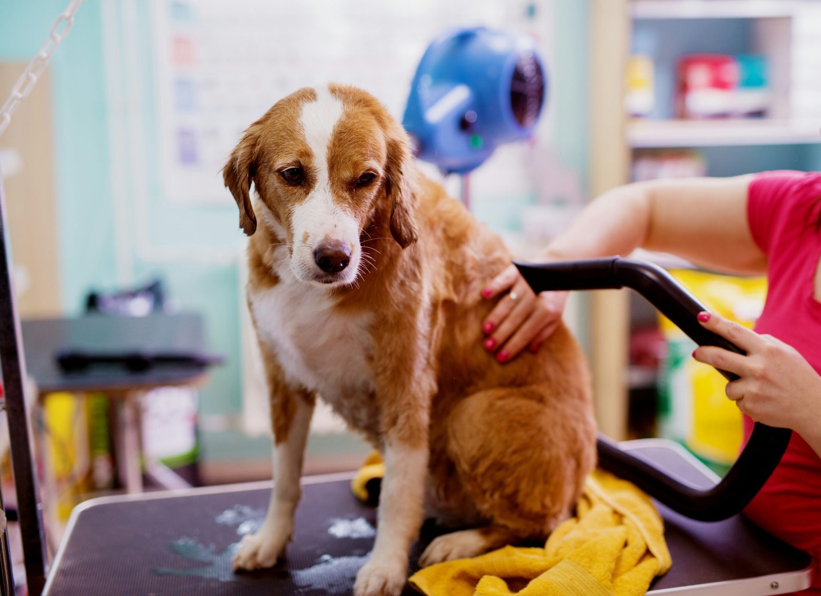 Franquia de Pet Shop 