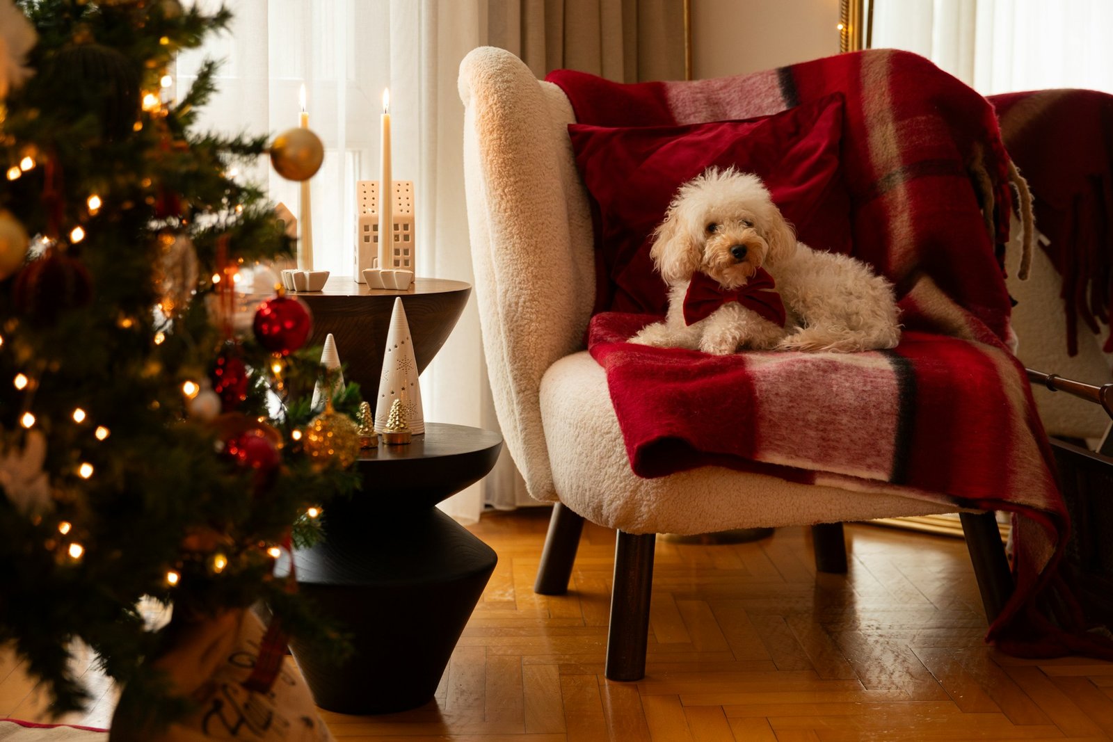 Cachorro com Medo de Barulho 