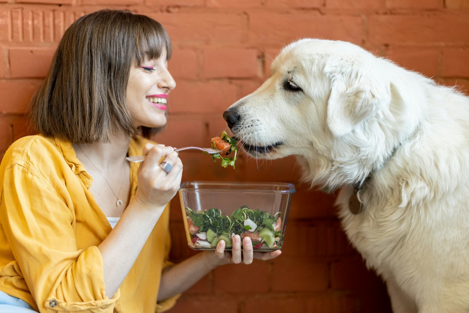 Cachorro pode comer comida de natal 