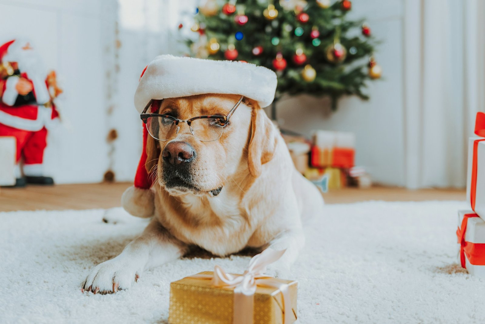 Cachorro Pode Comer Comida de Natal