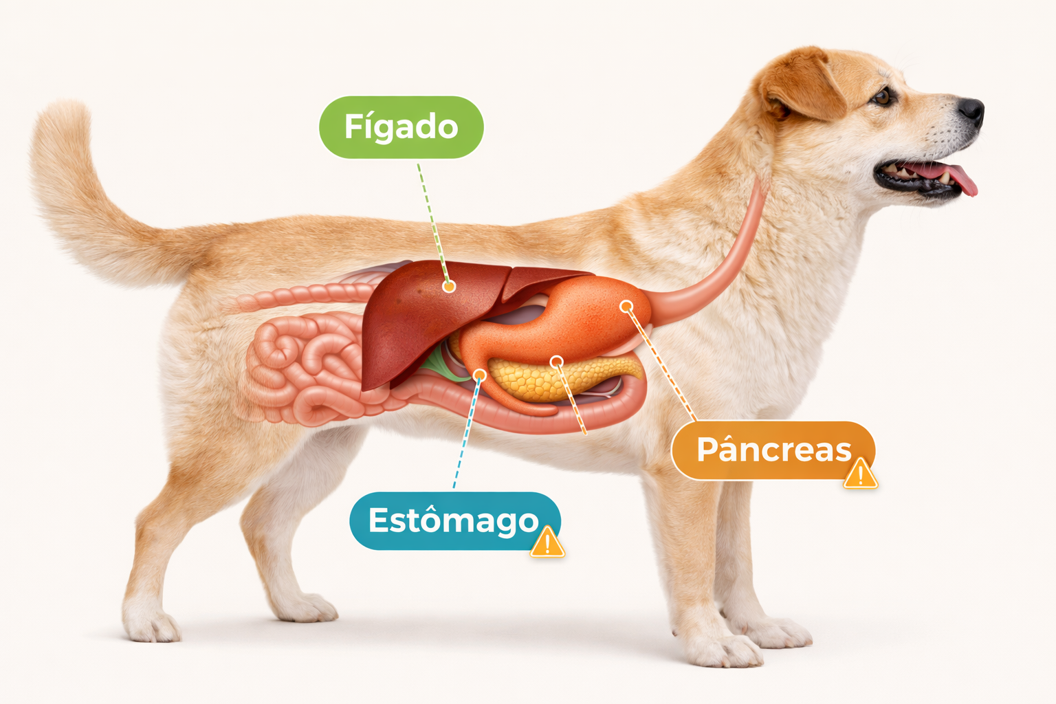 Cachorro Pode Comer Abacate? O Que é Mito, Risco Real e Quando Evitar Cachorro Pode Comer Abacate? O Que é Mito, Risco Real e Quando Evitar