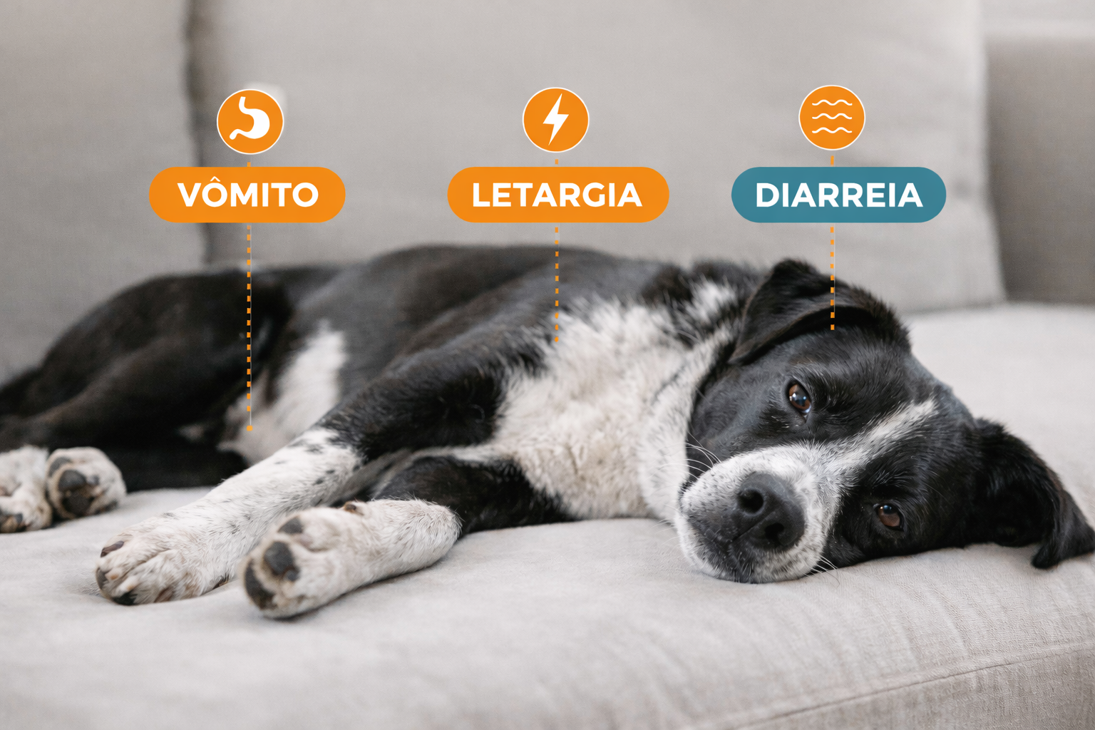 Cachorro Pode Comer Abacate? O Que é Mito, Risco Real e Quando Evitar Cachorro Pode Comer Abacate