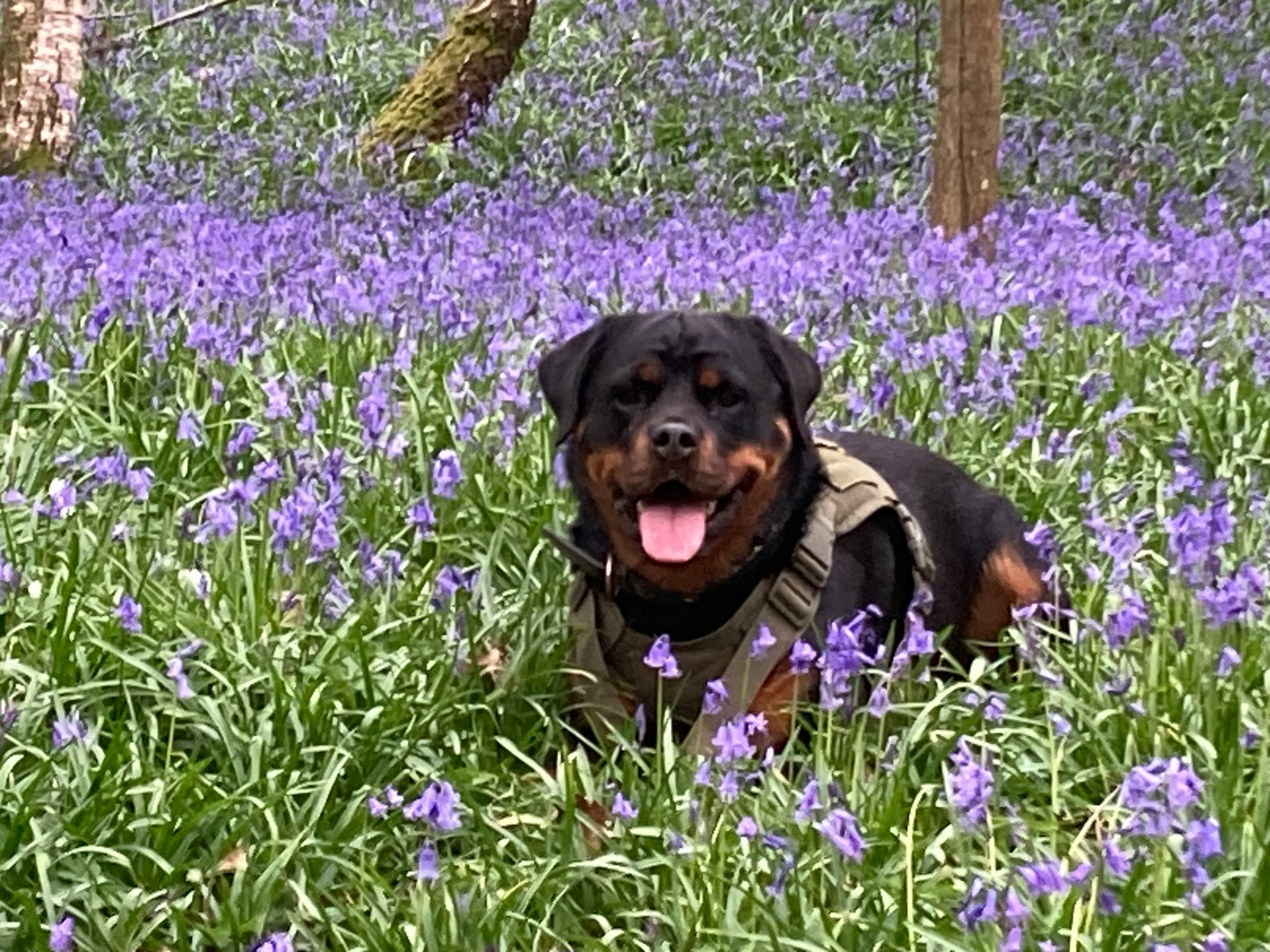 Cão de trabalho - rotweiller