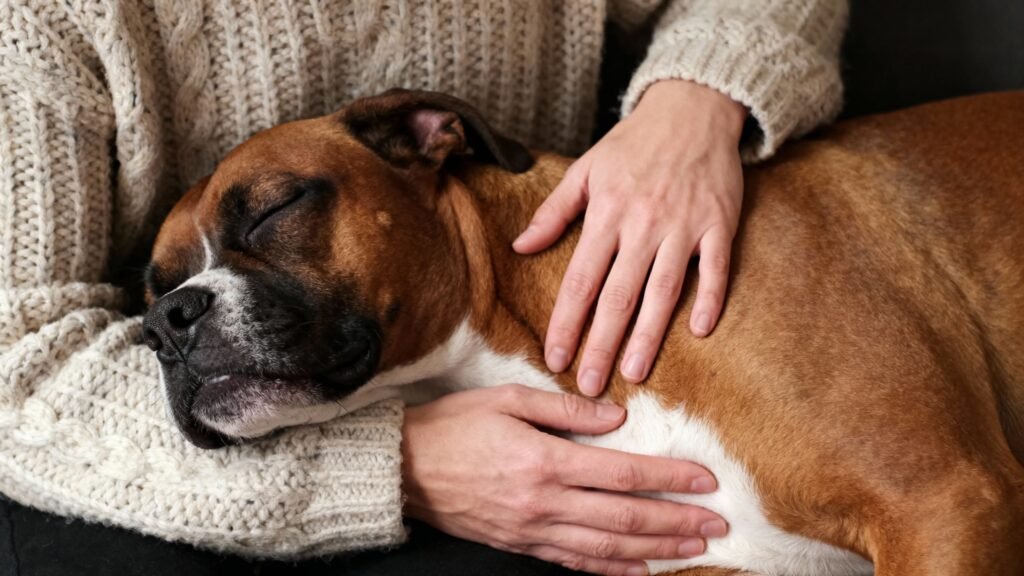 Como acalmar um cachorro com medo