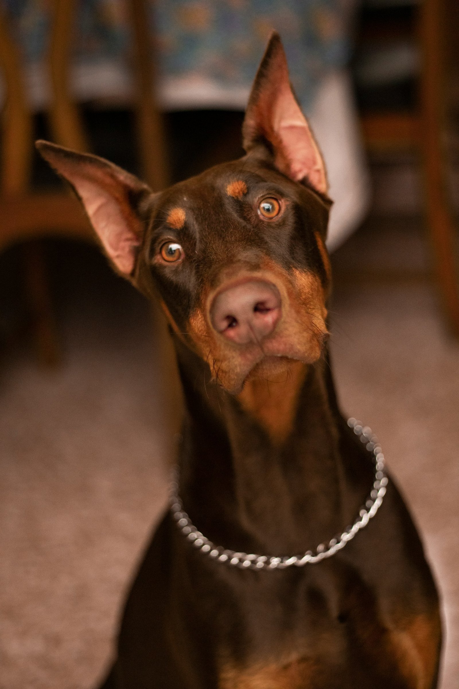 Dobermam