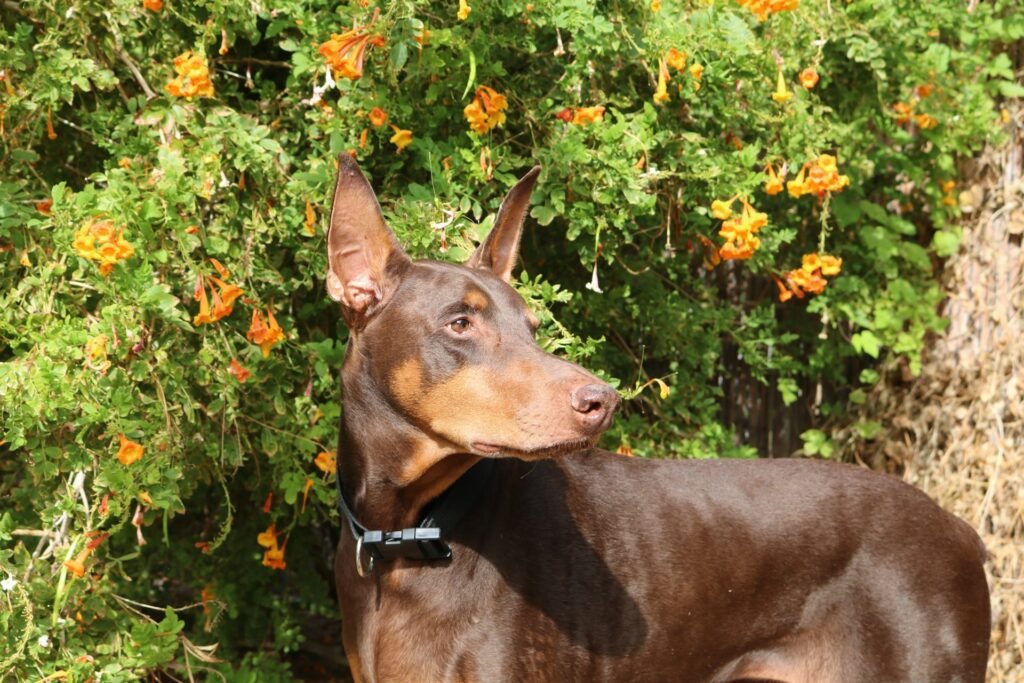 Doberman