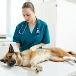 Exme de sangue em cachorro