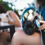 Musica para Relaxar Cachorro