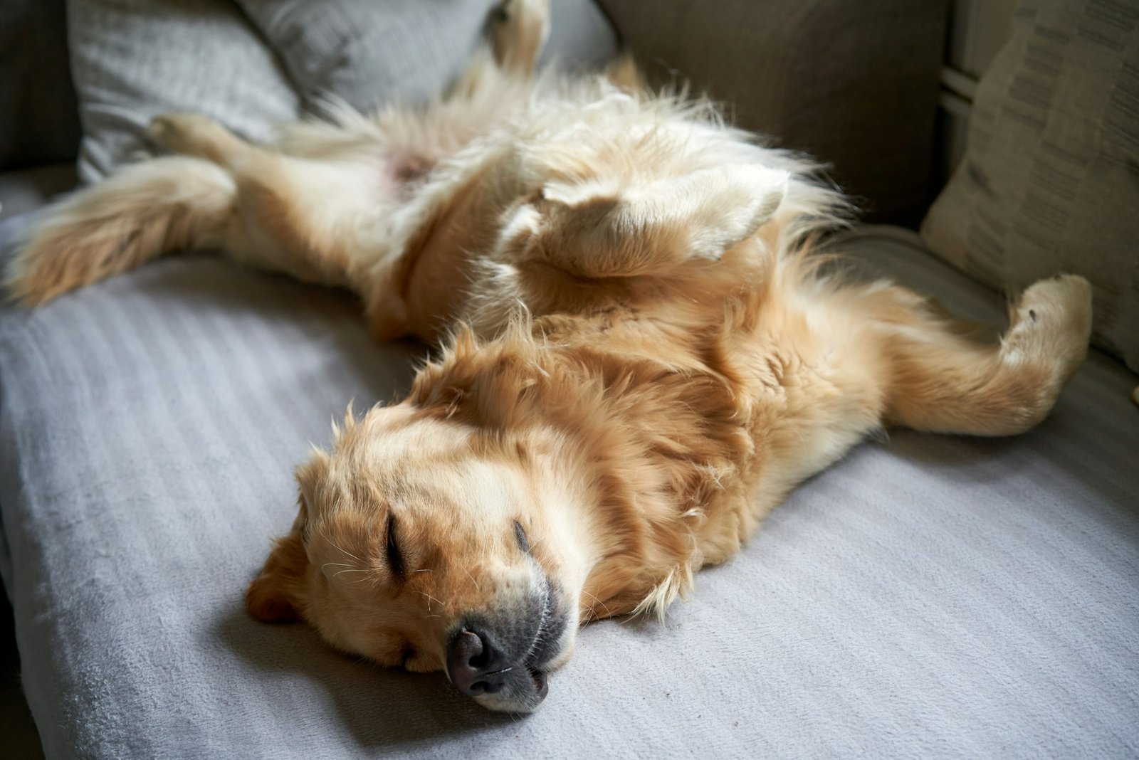 Musica para Relaxar Cachorro