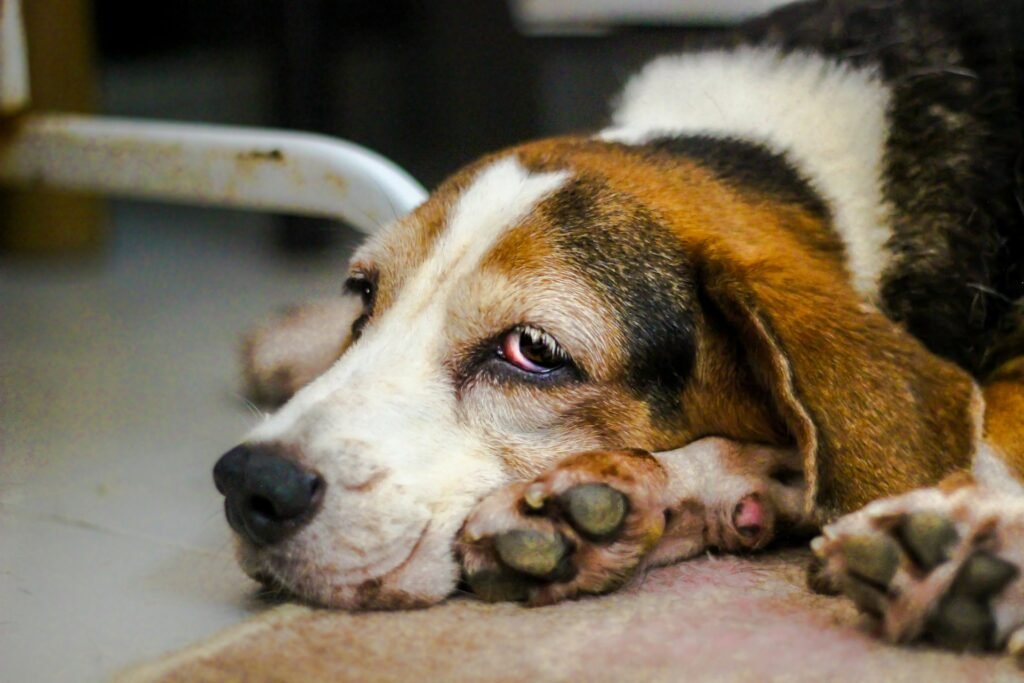 Doença de Cachorro