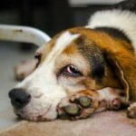 Doença de Cachorro