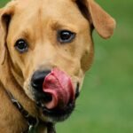 Problema renal em cachorro