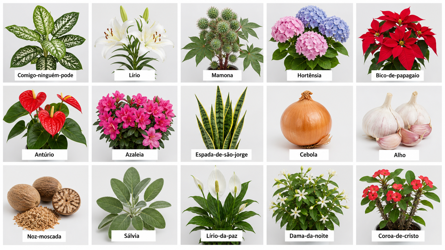 Plantas tóxicas para cães: conheça as mais comuns em casas e jardins Plantas Tóxicas par Cães