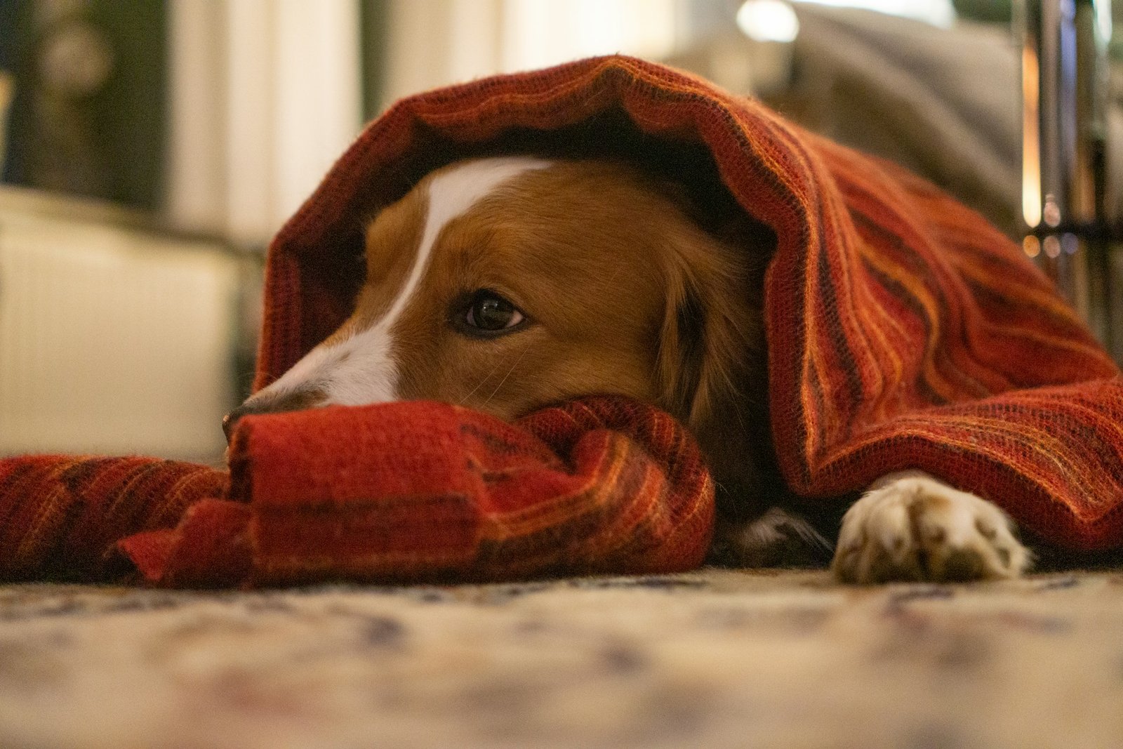 Cuidados com cachorro no inverno