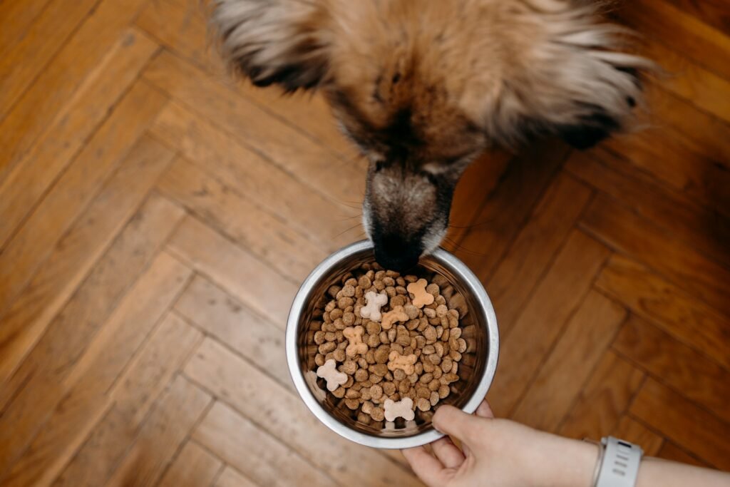 Cuidados com o cachorro adulto