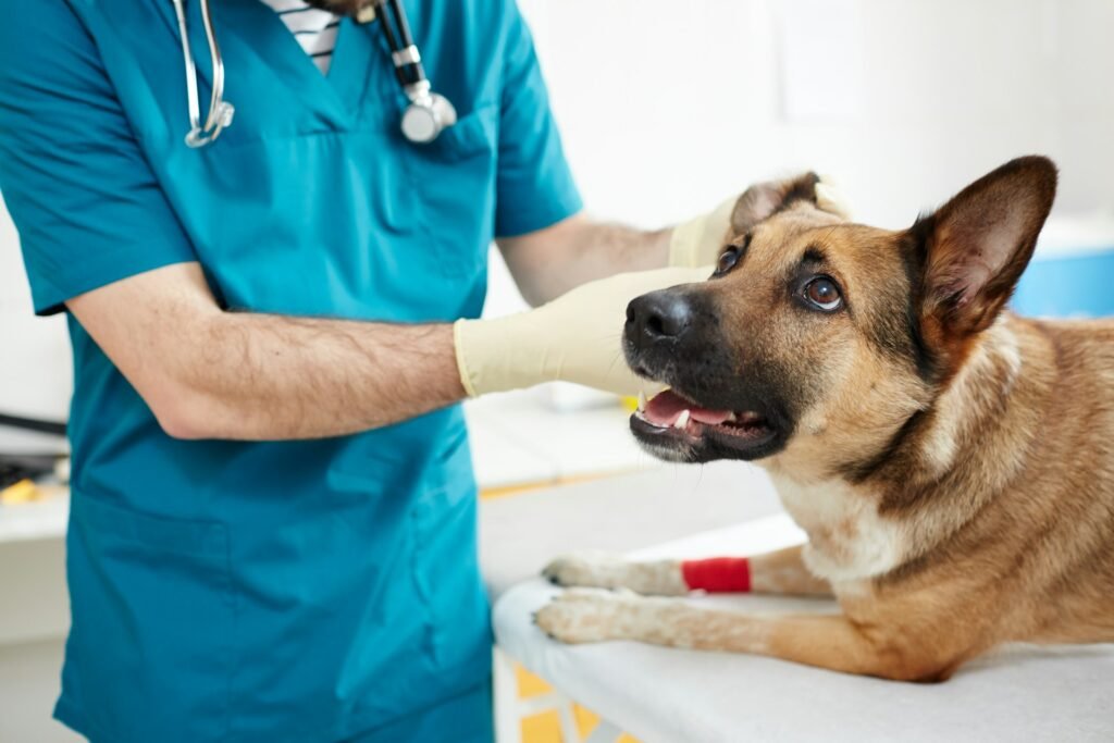 Diabetes em cachorro