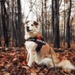 Lei do Cão de serviço