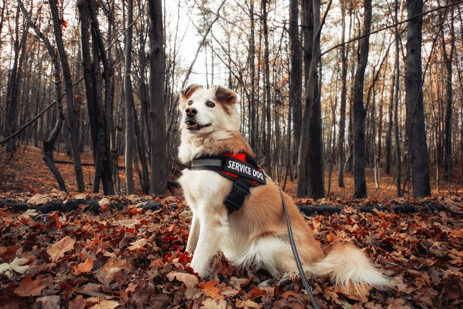 Lei do Cão de serviço