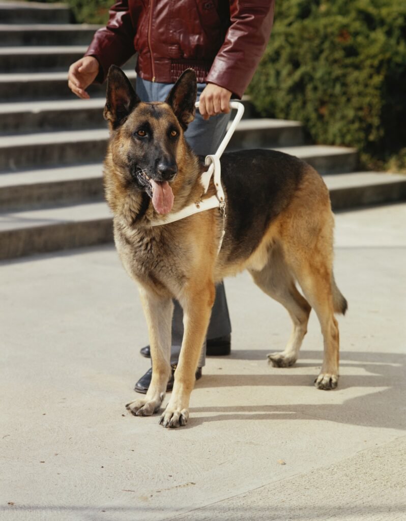 Lei do Cão de Serviço no Brasil