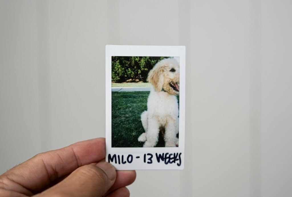 Nomes de cachorro