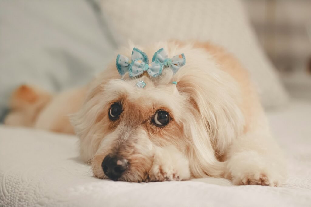 Nome de Cachorro Fêmea