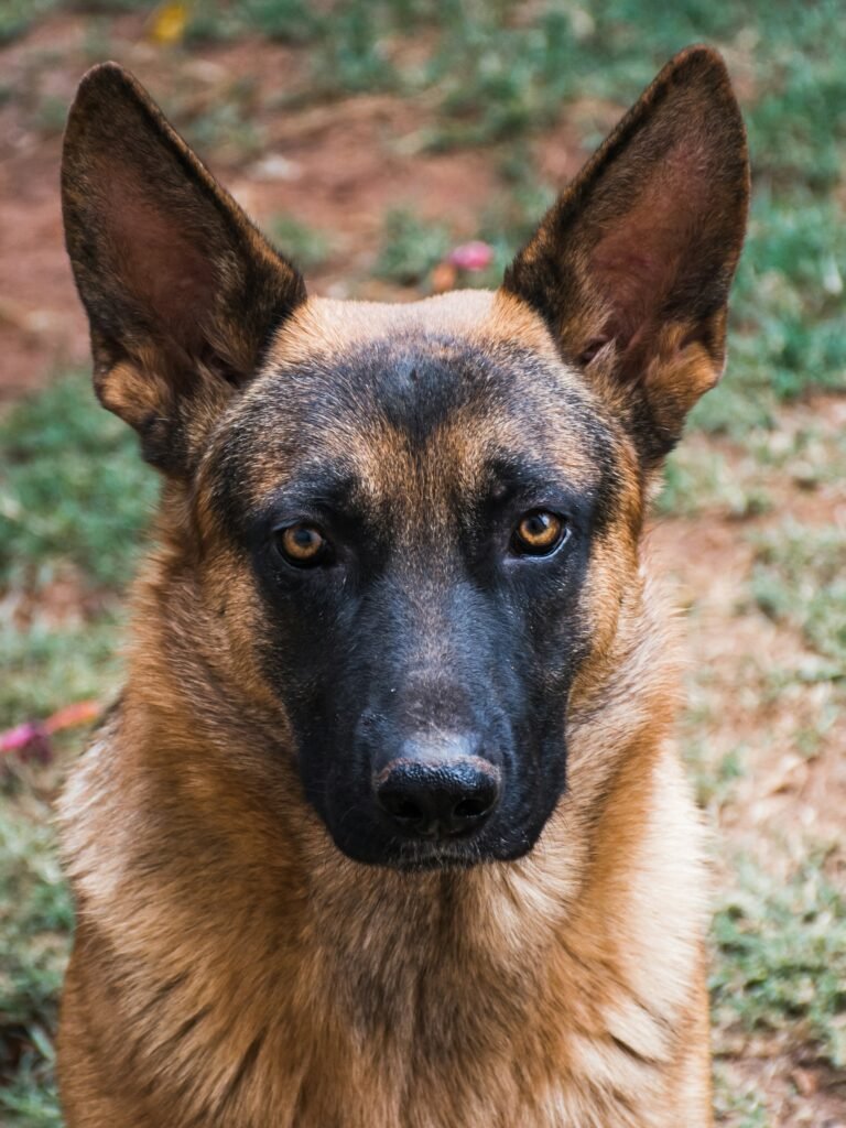 Pastor Belga Malinois