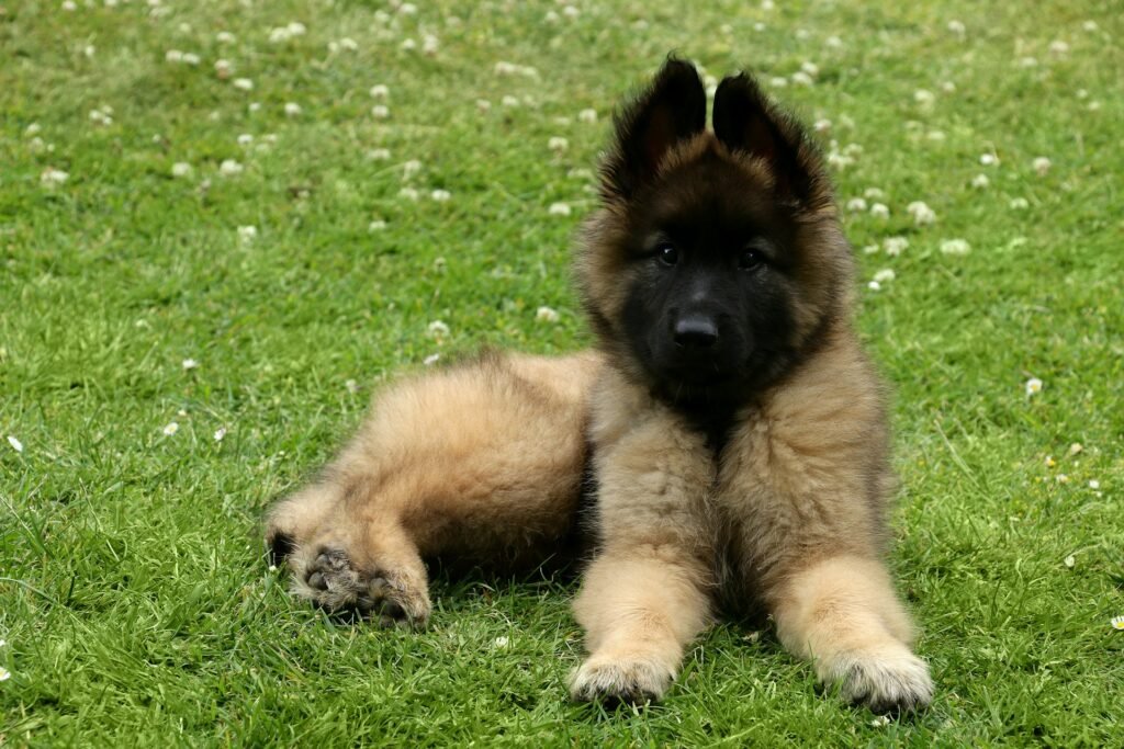 Pastor Malinois Filhote