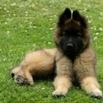 Pastor Malinois Filhote