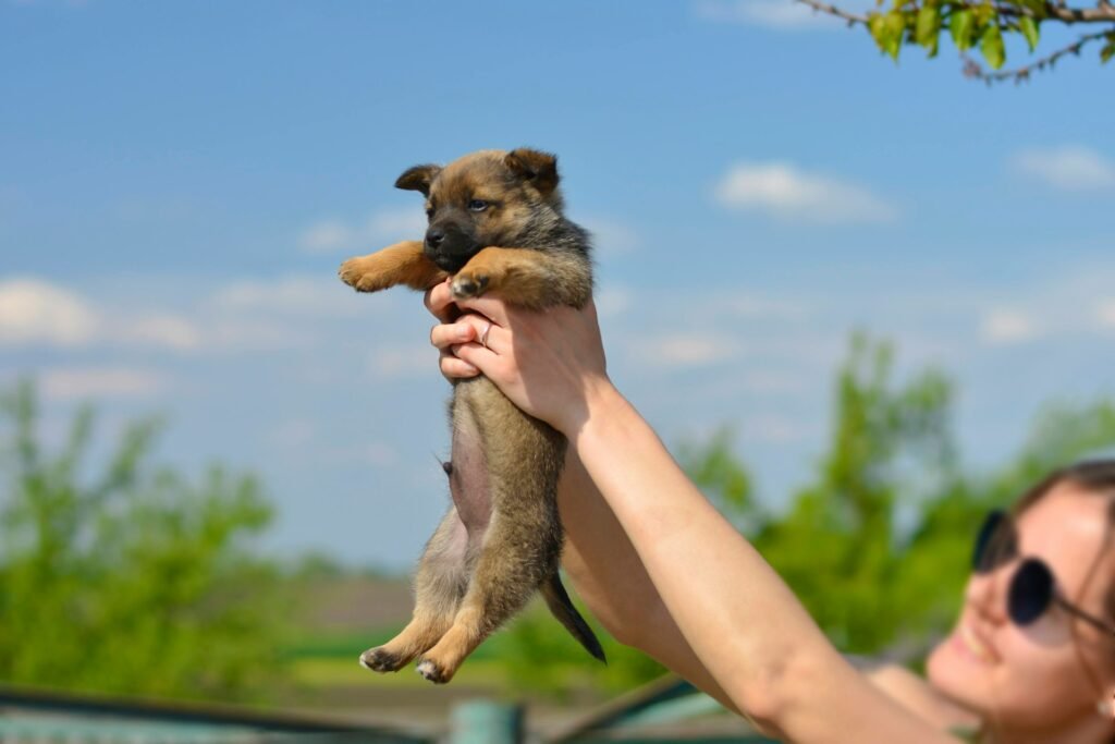 Pastor Malinois Filhote