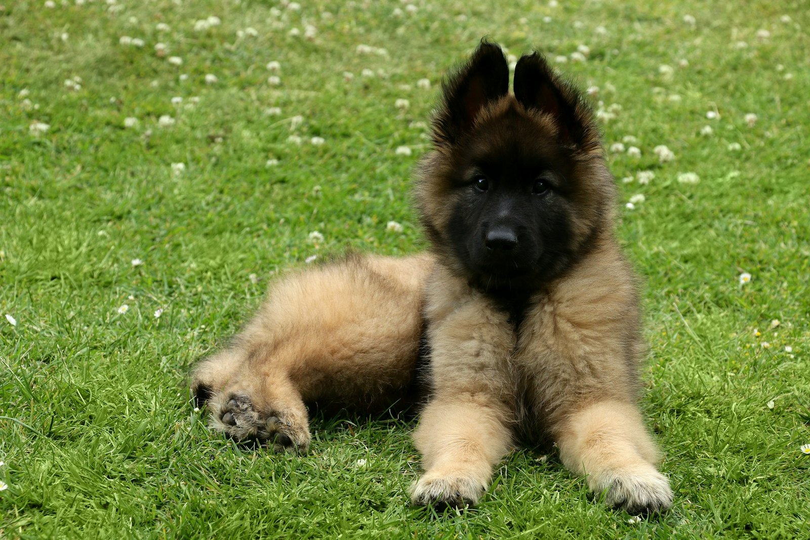 Pastor Malinois Filhote