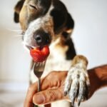 Cachorro pode comer morango: cão segurando um morango na boca com um garfo, brincando ao ar livre