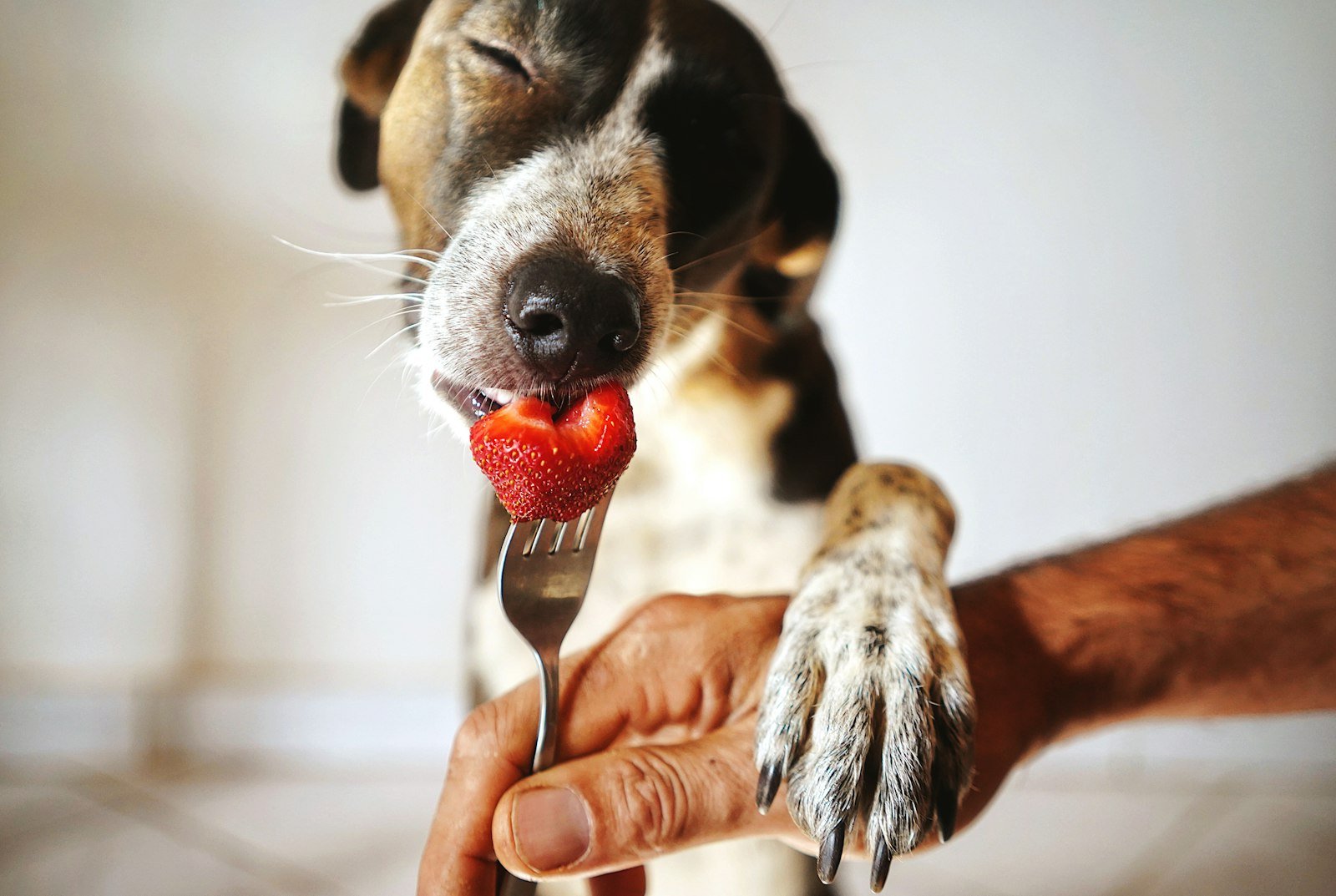 Cachorro pode comer morango: cão segurando um morango na boca com um garfo, brincando ao ar livre