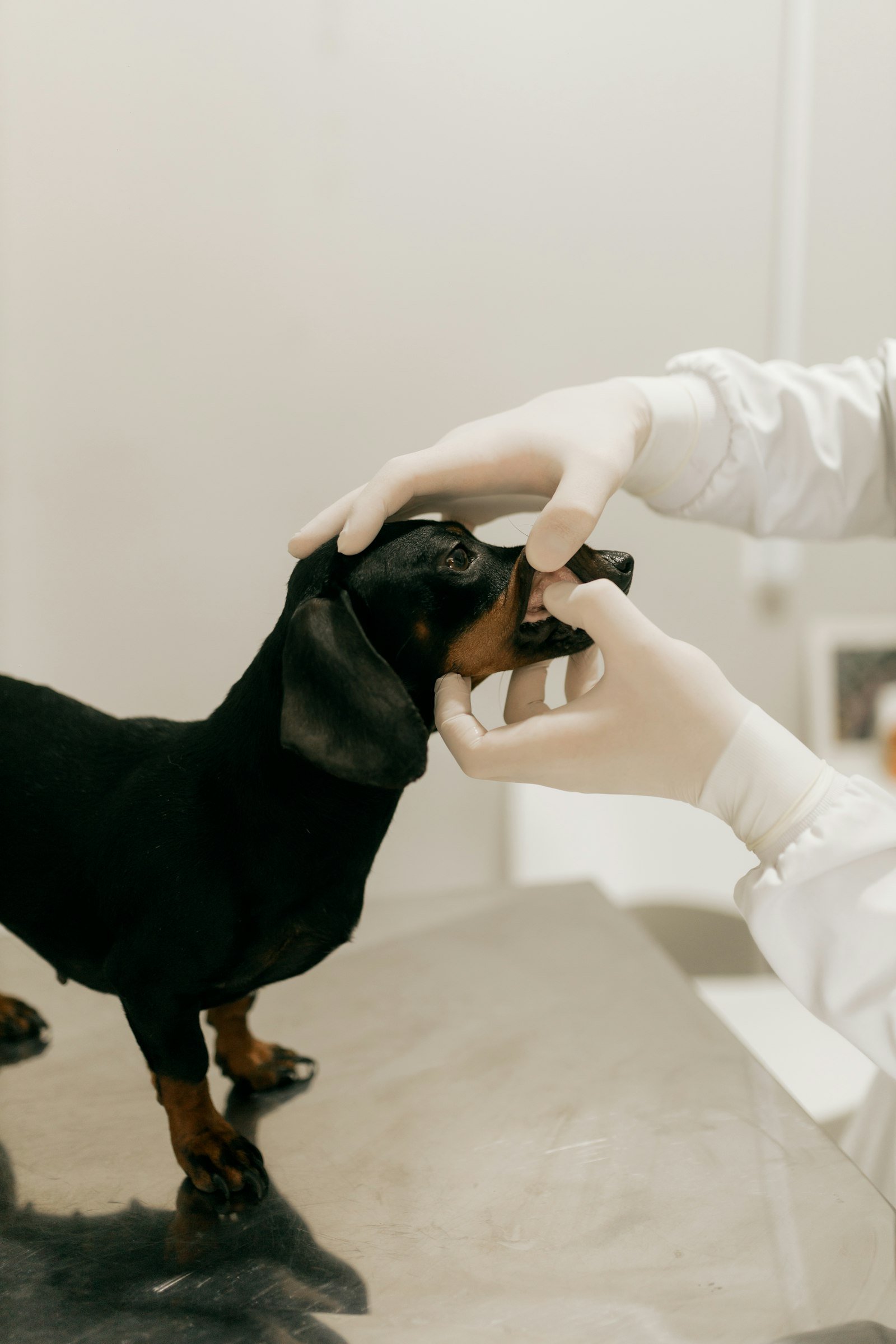 Cachorro pode comer morango: veterinário examinando os dentes de um cão dachshund em consulta