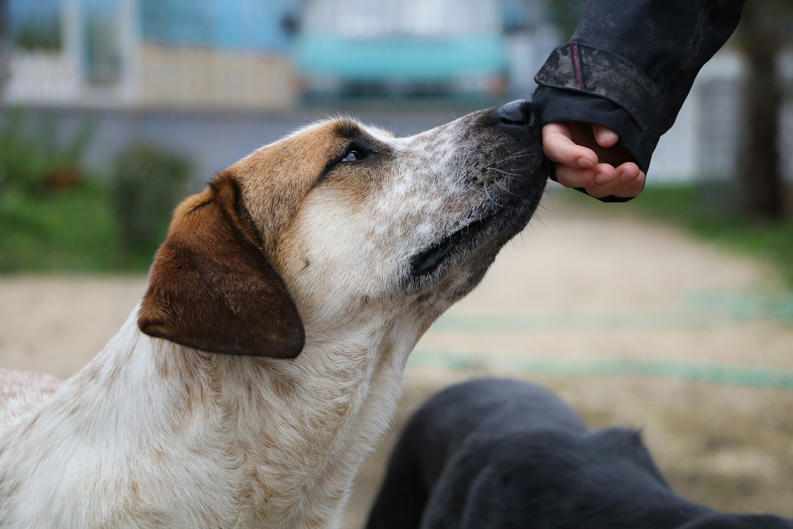Cachorro Pode Comer Queijo? Descubra a Quantidade Segura e os Riscos que Poucos Tutores Conhecem Cachorro pode comer queijo: cão de pelagem clara cheirando a mão de um tutor