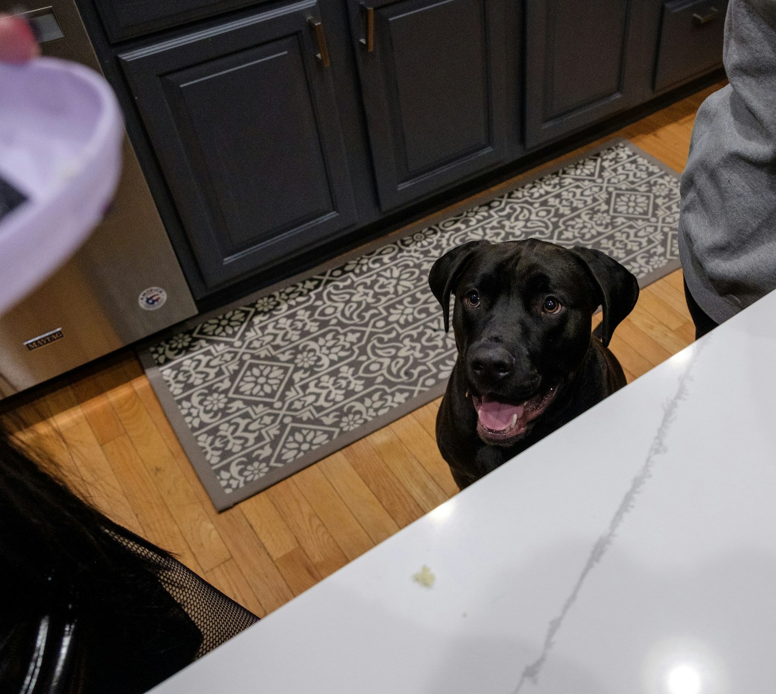 Cachorro Pode Comer Queijo? Descubra a Quantidade Segura e os Riscos que Poucos Tutores Conhecem Cachorro pode comer queijo: cão preto sentado no chão da cozinha, observando o ambiente