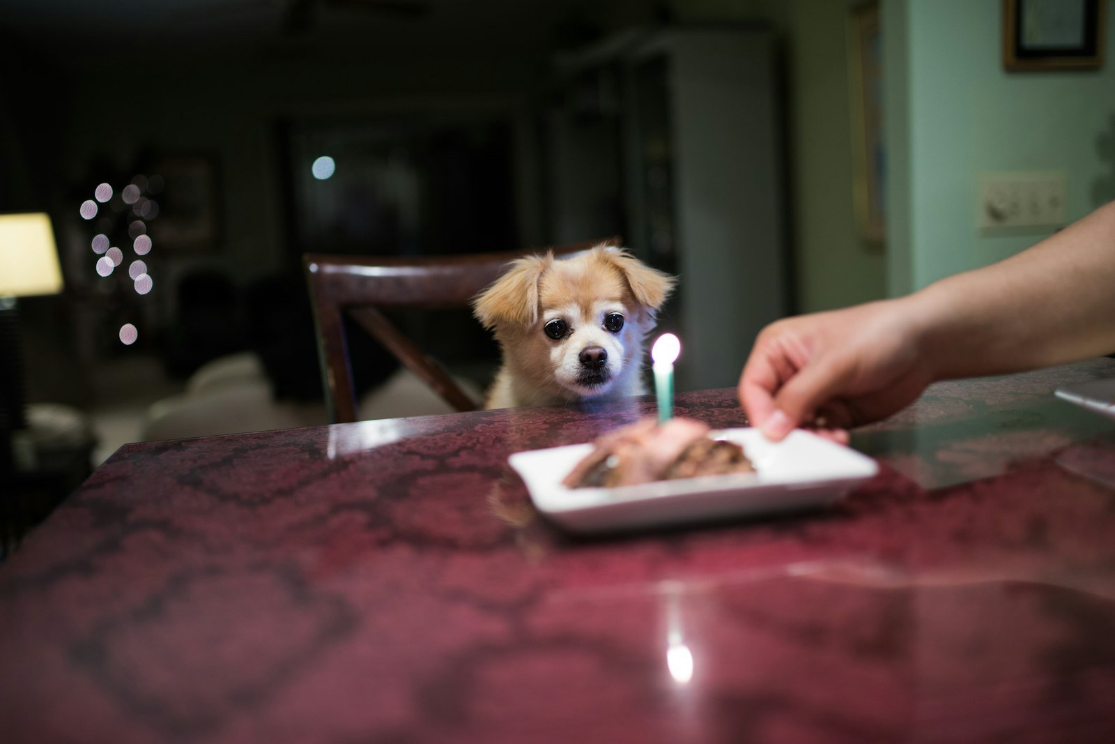 Cachorro Pode Comer Queijo? Descubra a Quantidade Segura e os Riscos que Poucos Tutores Conhecem Cachorro pode comer queijo: cão sentado em frente a uma mesa, aguardando com paciência