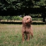 Cachorro poodle adulto de pelagem encaracolada em pé em um campo verde, com árvores ao fundo