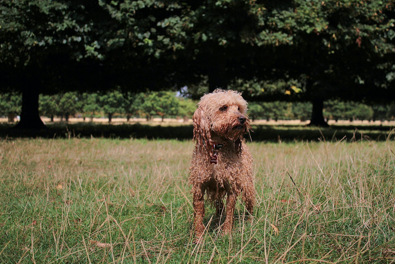 Cachorro poodle adulto de pelagem encaracolada em pé em um campo verde, com árvores ao fundo