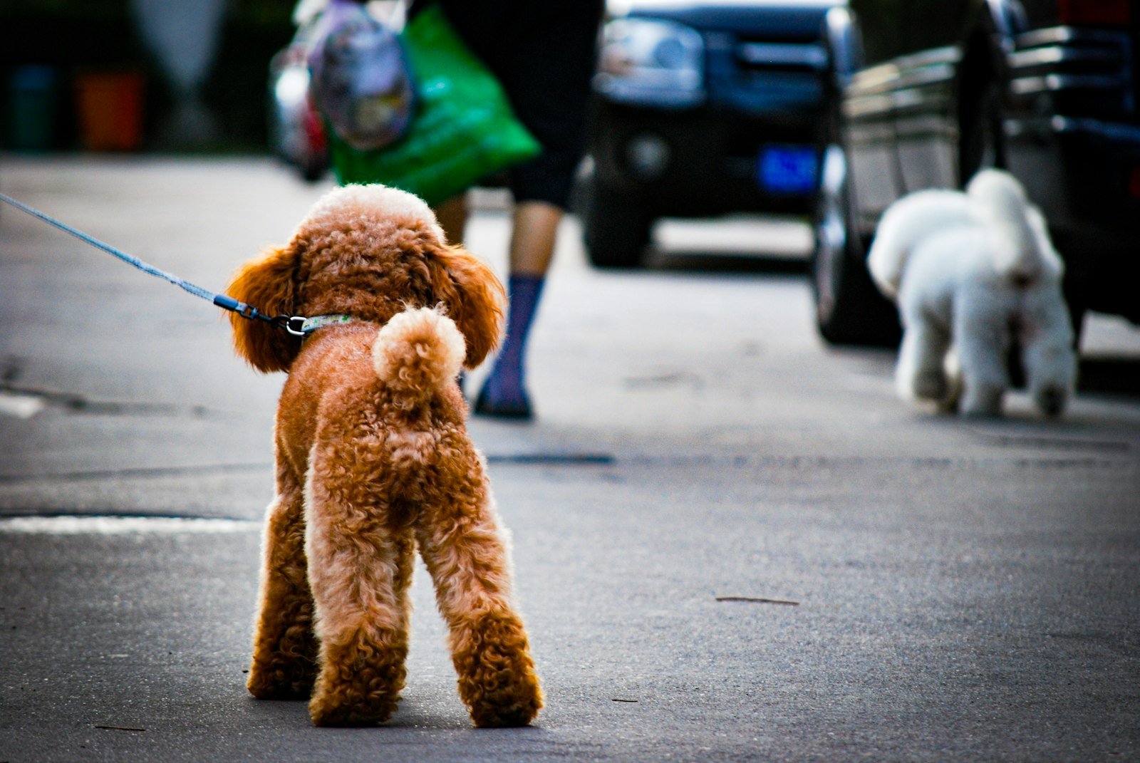 Cachorro poodle sendo passeado ao lado de outro cão, guiados por uma pessoa