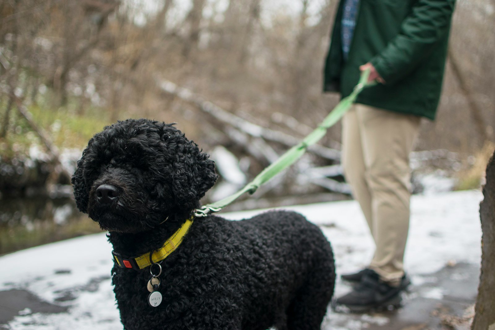 Cachorro poodle preto sendo conduzido pela guia por um homem durante o treinamento
