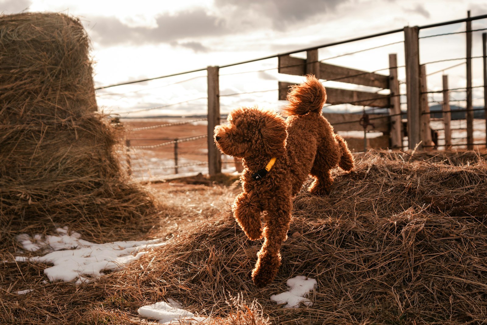 Cachorro poodle marrom saltando sobre um monte de feno em ambiente rural