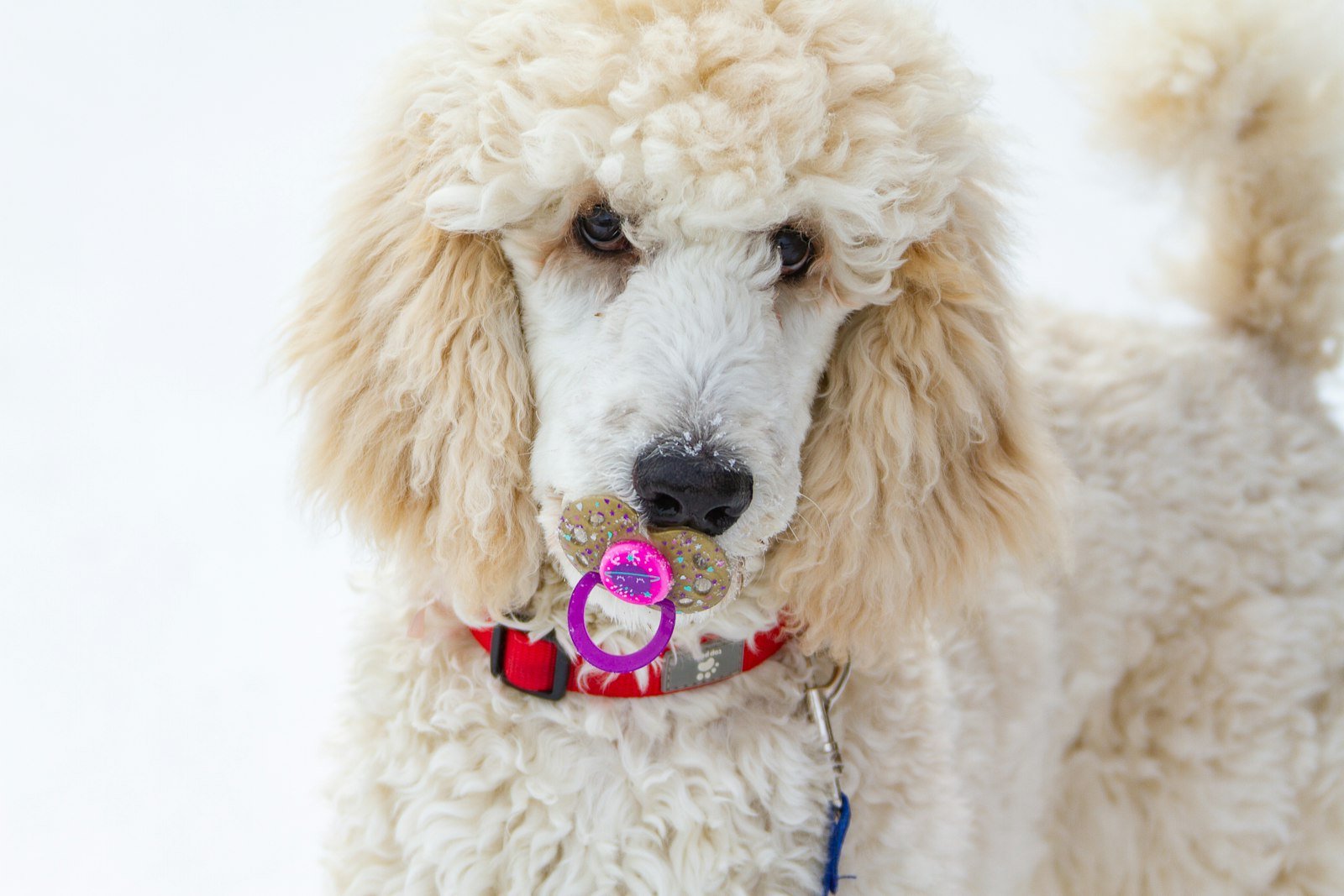 Cachorro poodle branco em foto macro, mostrando o detalhe da pelagem encaracolada
