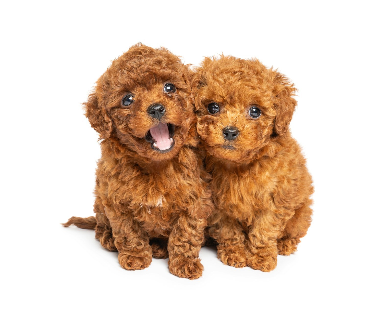 Cachorro poodle: dois filhotes toy poodle sentados lado a lado