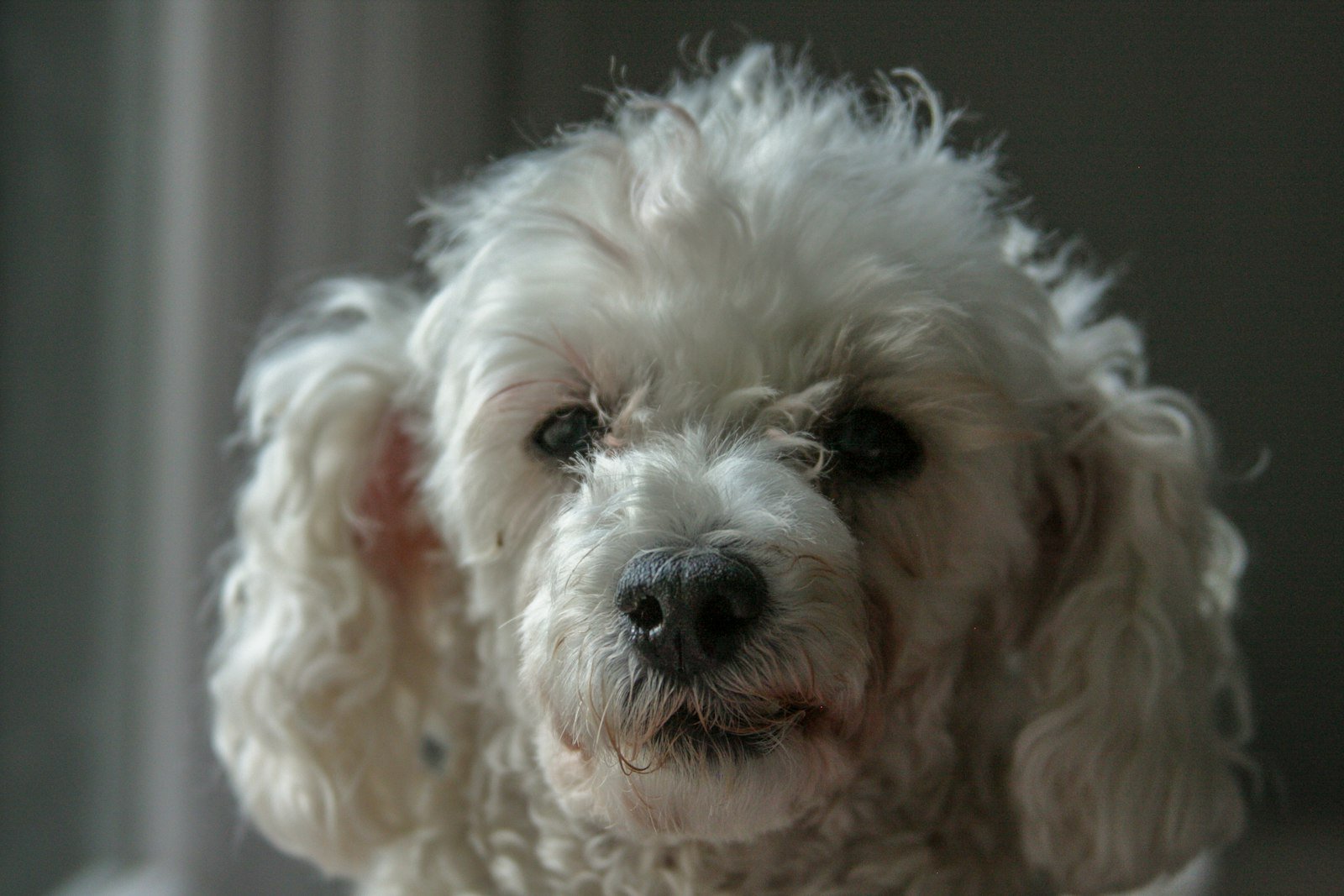Cachorro poodle filhote branco em foco, com o olhar atento