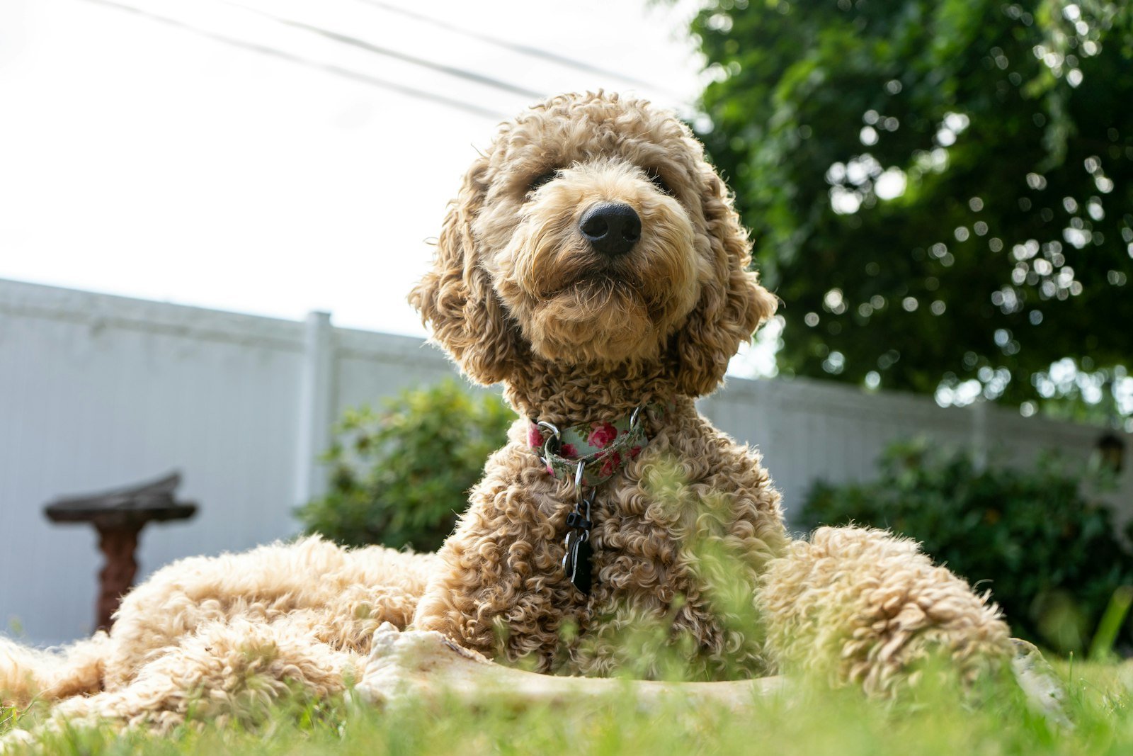 Cachorro poodle de pelagem encaracolada marrom deitado e atento em uma caminha verde