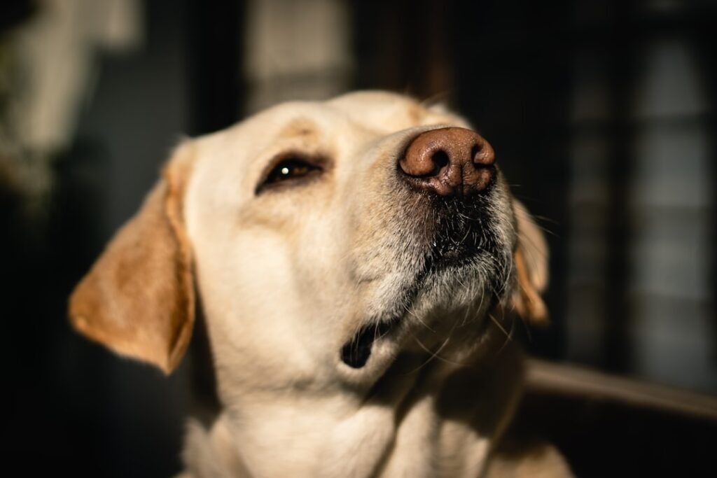 Cachorro sente quando alguém vai morrer: focinho de cão em close, ilustrando o faro apurado