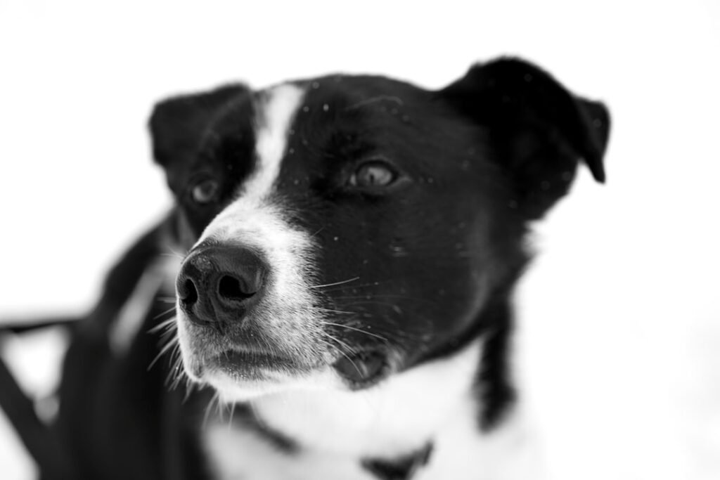 Cachorro sente quando alguém vai morrer: cão com olhar atento e pensativo em close